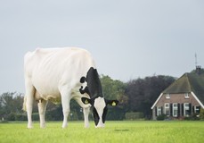 Holbra Sana VG-89