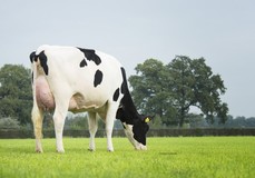 Holbra Sandian VG-88