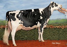 Idee Goldwyn Lucia EX-92