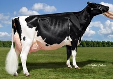 Idee Goldwyn Lynley EX-94; Goldwyn x Champion x Jolt x Integrity x Ravenswell Lydia EX-92