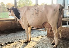 Jacobs Ashby Shally VG-87