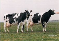 Midwolder Susan 10 (l) and full sister Midwolder Susan 11 VG-85