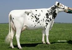 Midwolder Susan 100 VG-88