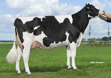 Midwolder Susan 164 VG-87