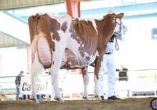 Miss Apple Snapple Red  Grand Champion North American Open '20 EX-96