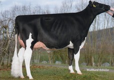 MOX Ricky RDC VG-89