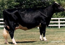 Ravenswell Lydia EX-92