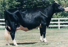 Ravenswell Lydia EX-92