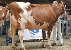 R&B AM Maryam Red VG-88 R&B AM Maryam Red VG-88