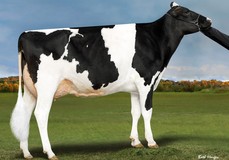 Siemers Doc Apple 29778 VG-87