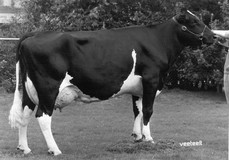 Midwolder Susan VG-88