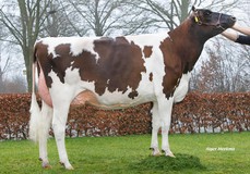 Wilskracht Warsi 1112 VG-89