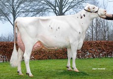 Wilskracht Warsi 879 EX-93