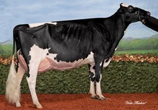 Winterbay Fever Legacy EX-95; Fever x Lexis Triumphant Lottery GP-84