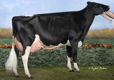 Winterbay Goldwyn Lotto EX-95; Goldwyn x Lexis Triumphant Lottery GP-84