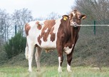 VDR 3STAR Keane PP Red