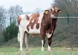 VDR 3STAR Keane PP Red