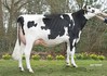 Wilskracht Warsi 1624 PP RDC